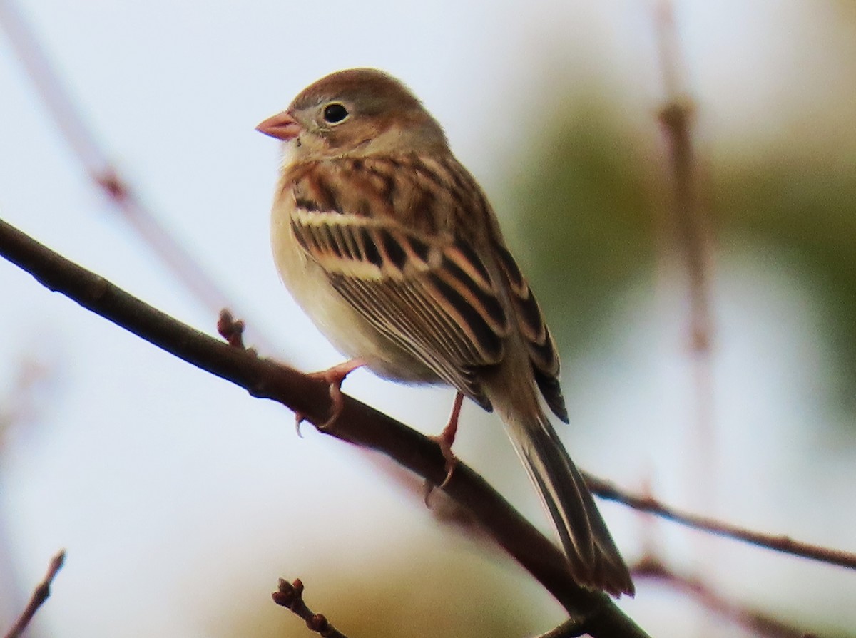 Field Sparrow - ML644642674