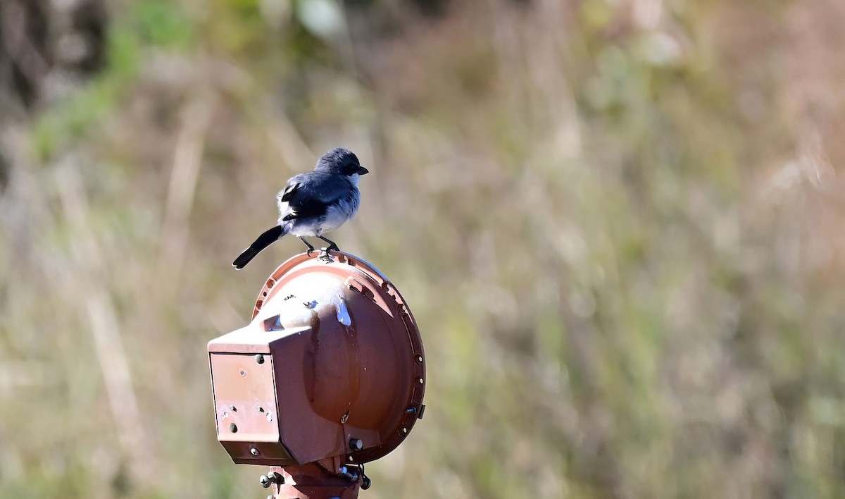Loggerhead Shrike - ML644642675