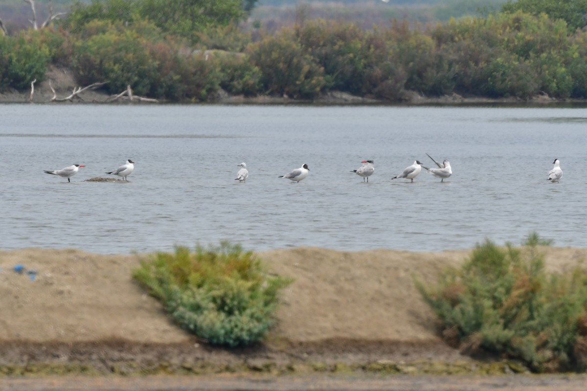 Brown-headed Gull - ML644642676