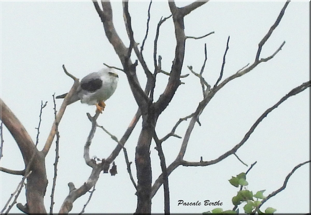 White-tailed Kite - ML644642678