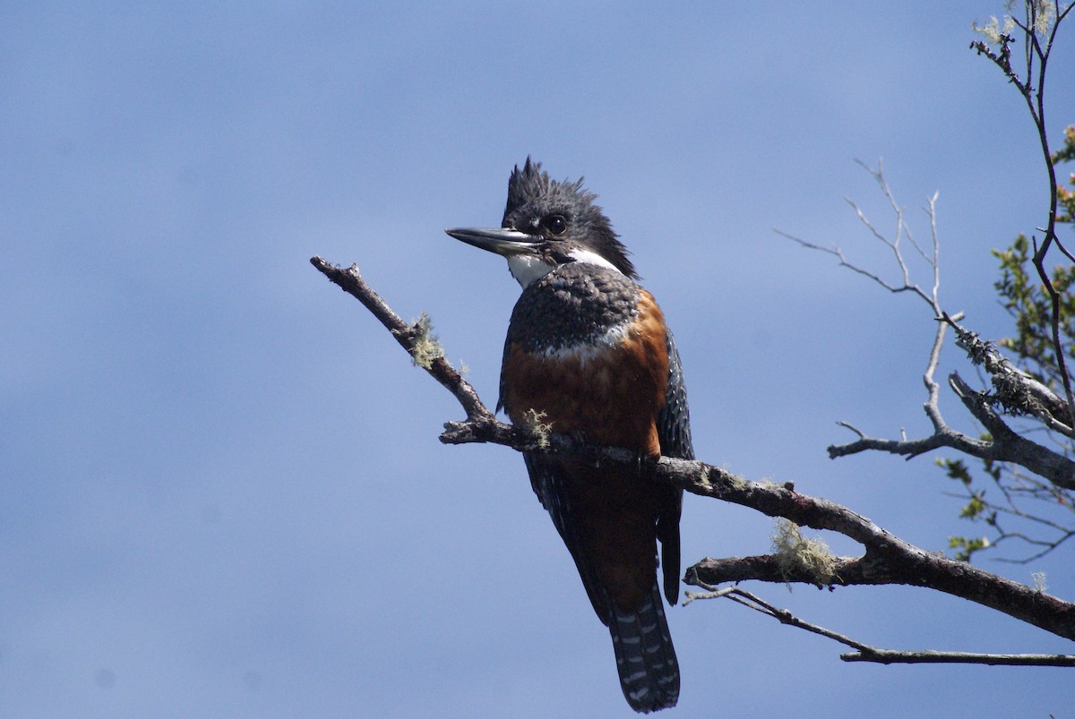Ringed Kingfisher - ML644642680