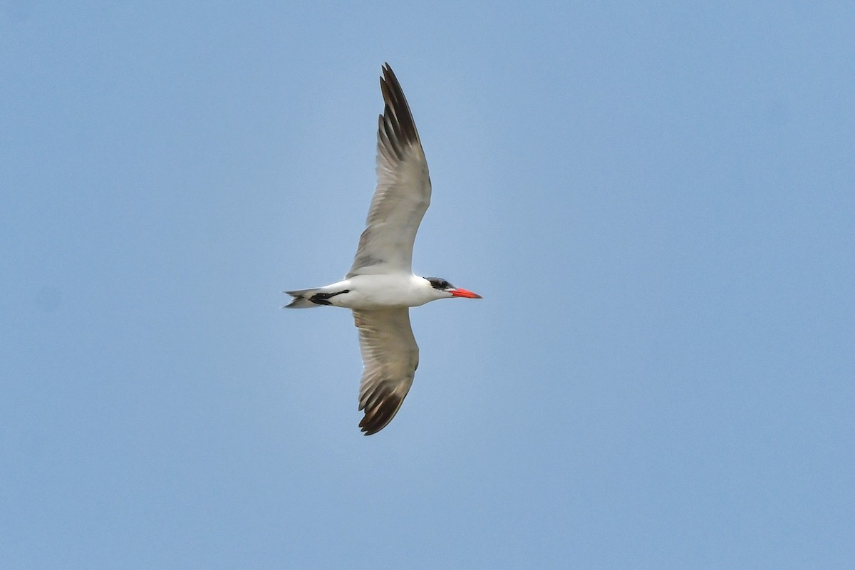 Sterna maggiore - ML644642681