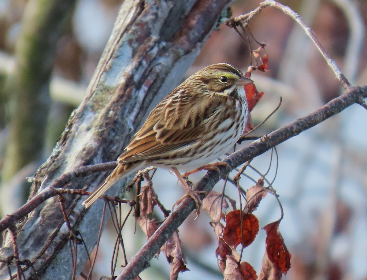 Savannah Sparrow - ML644642682