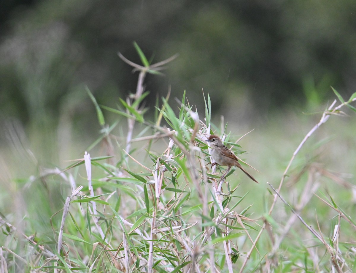 ズアカオオセッカ - ML644642683