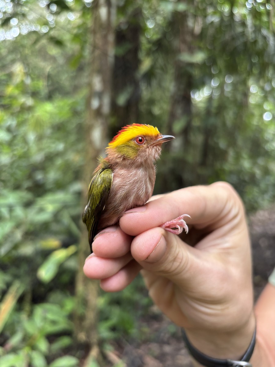 Fiery-capped Manakin - ML644642685