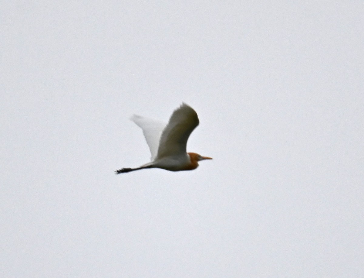 Eastern Cattle-Egret - ML644642686