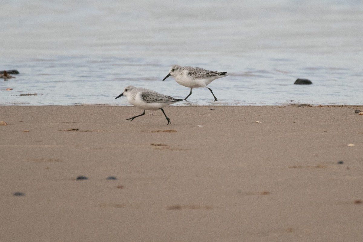 Piovanello tridattilo - ML644642687