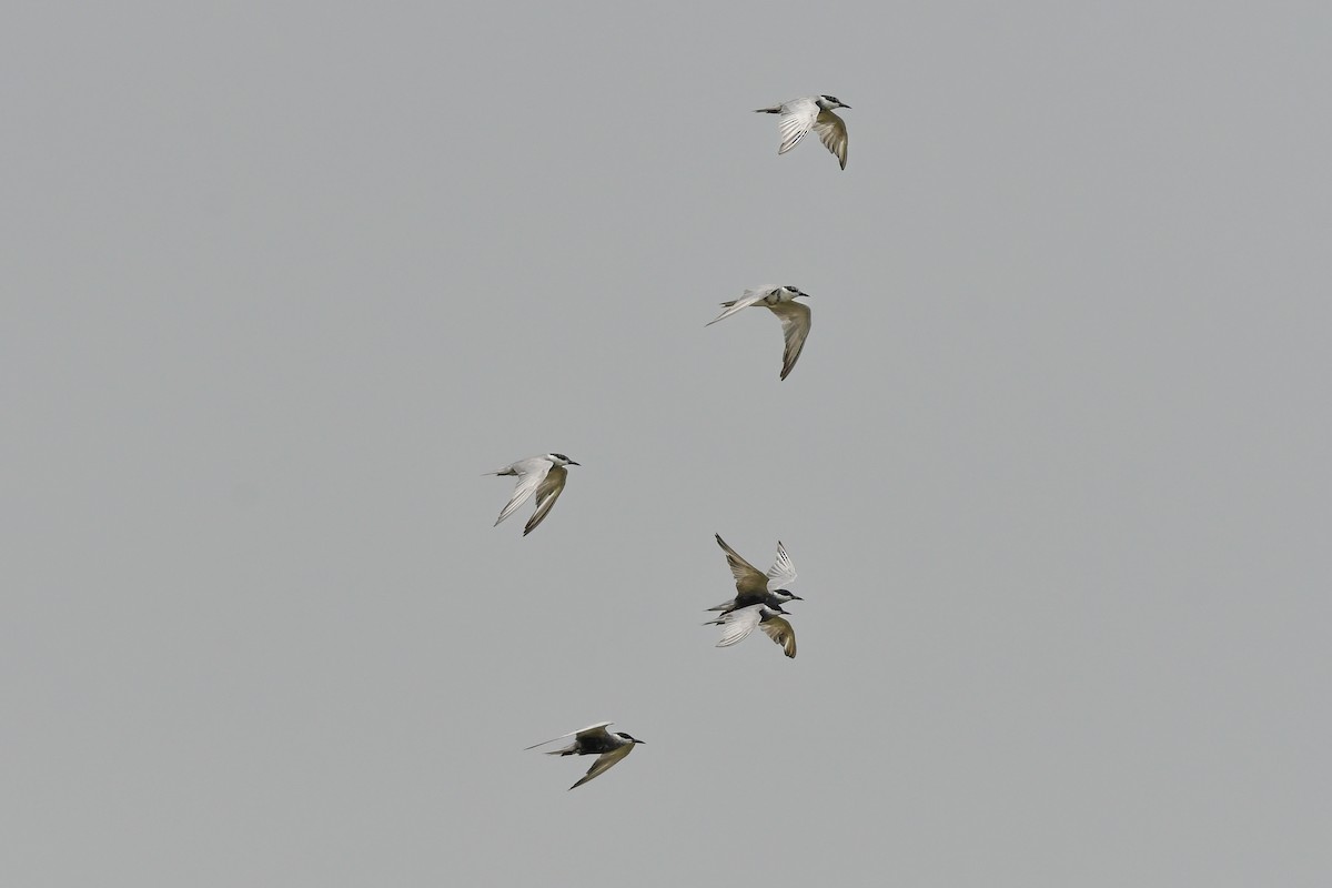 Mignattino piombato - ML644642688