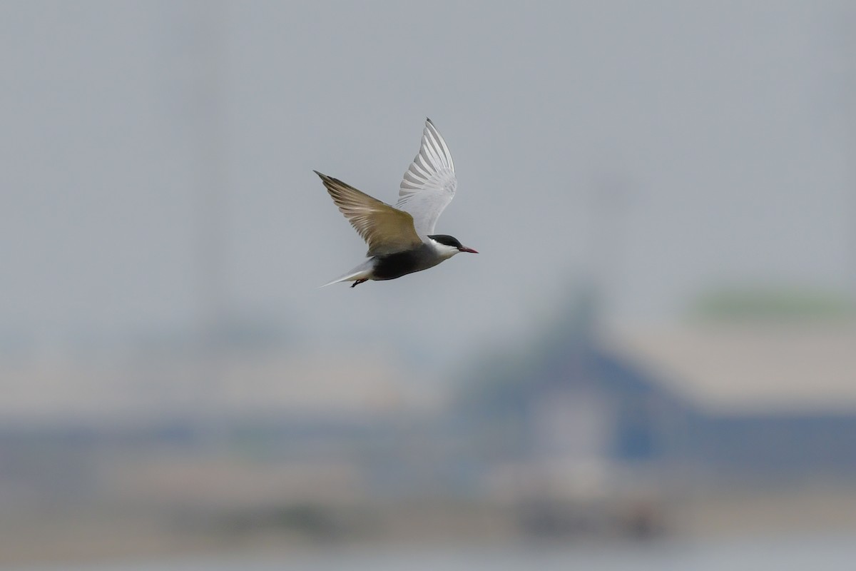 Mignattino piombato - ML644642689