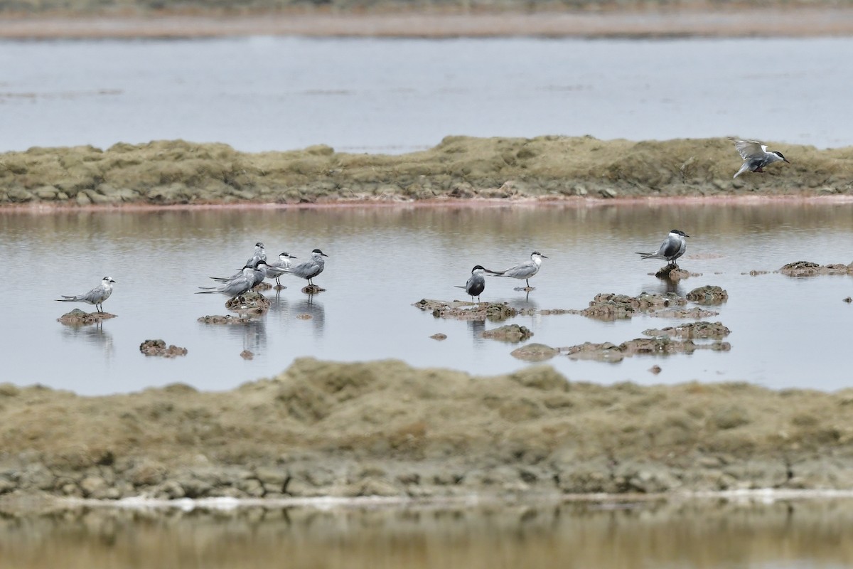 Mignattino piombato - ML644642690