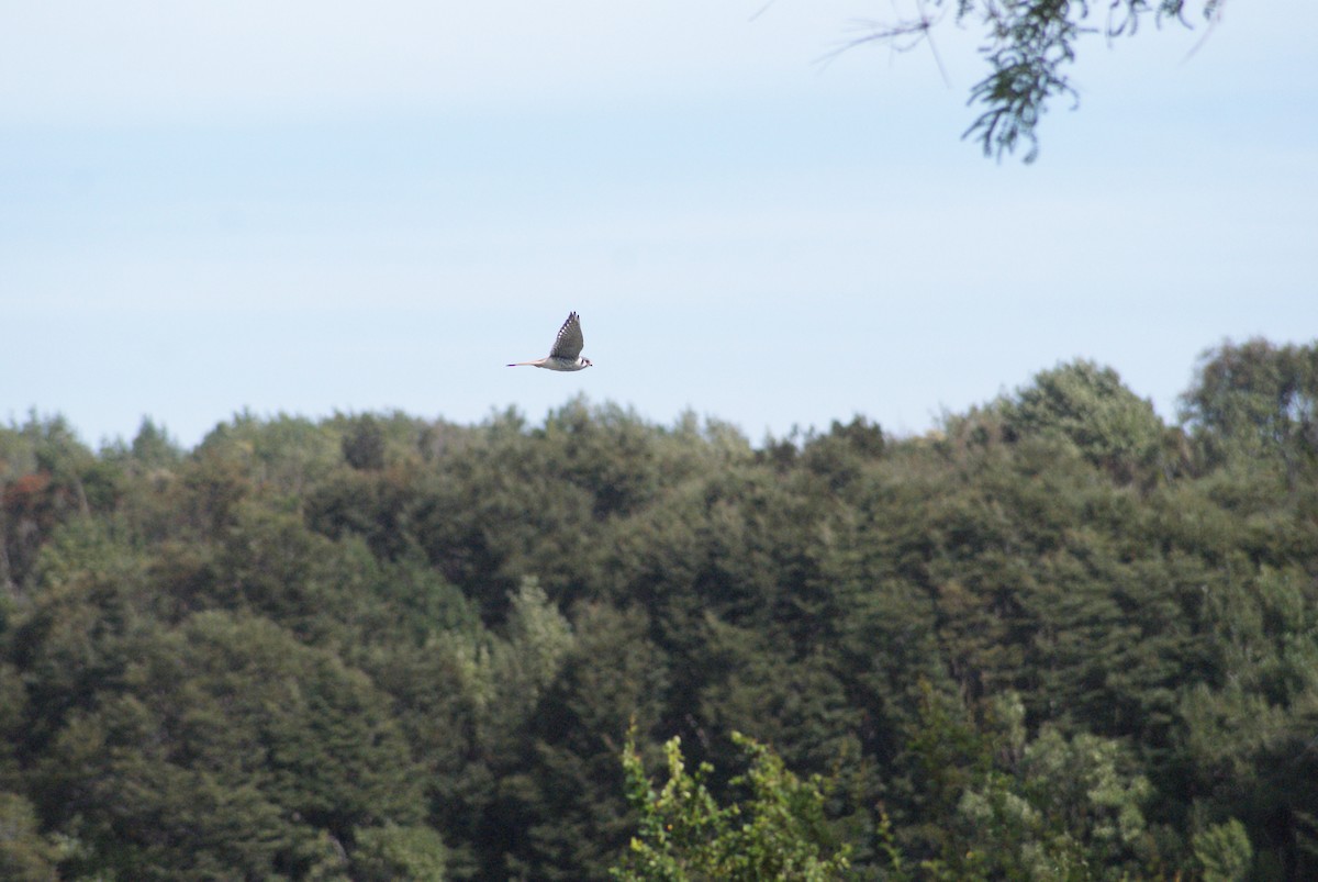 American Kestrel - ML644642692