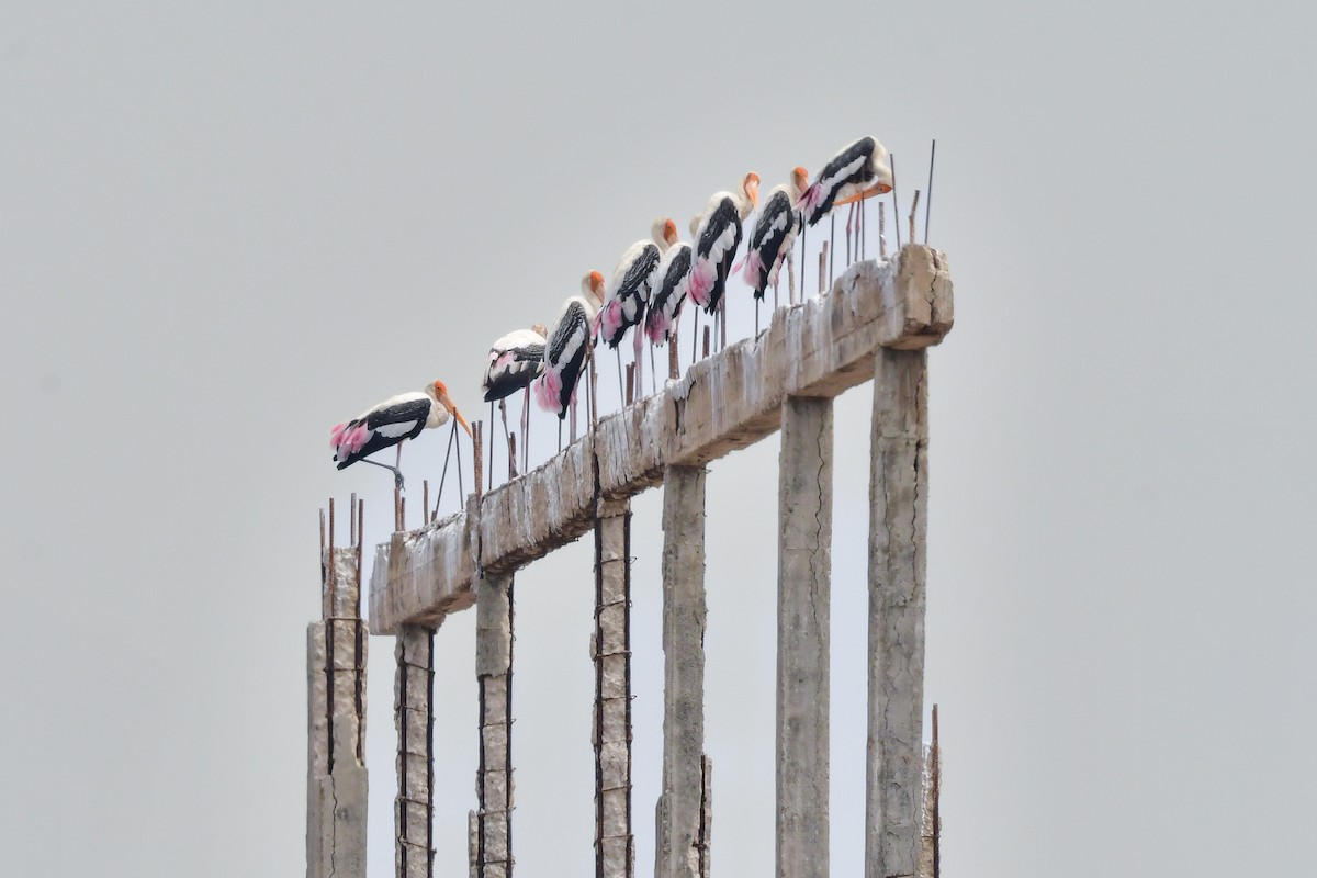 Painted Stork - ML644642694