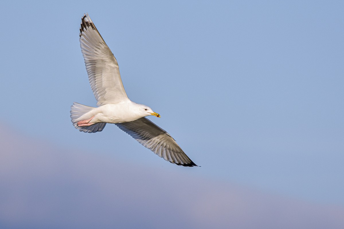 Gabbiano reale pontico - ML644642695