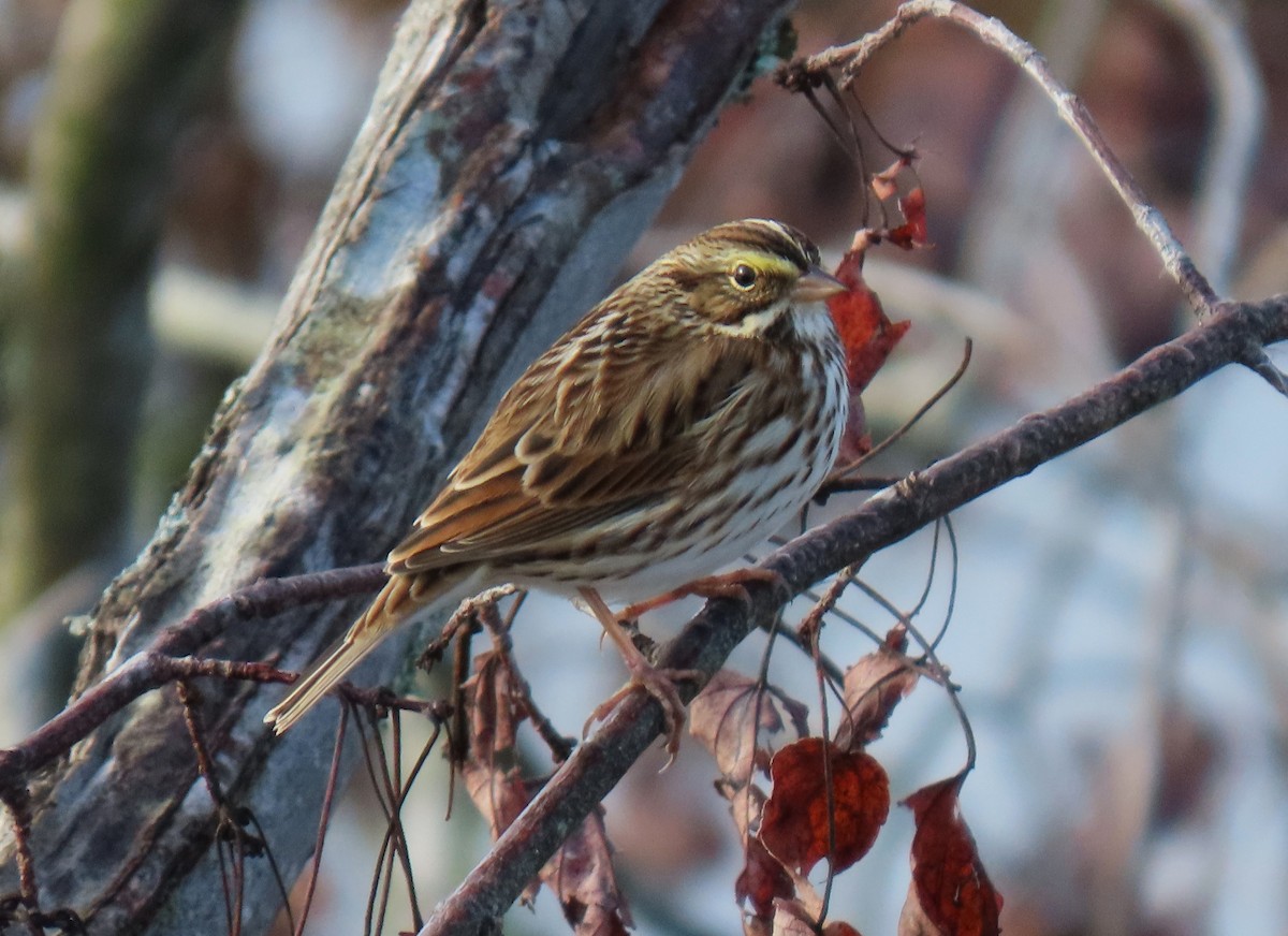 Savannah Sparrow - ML644642696