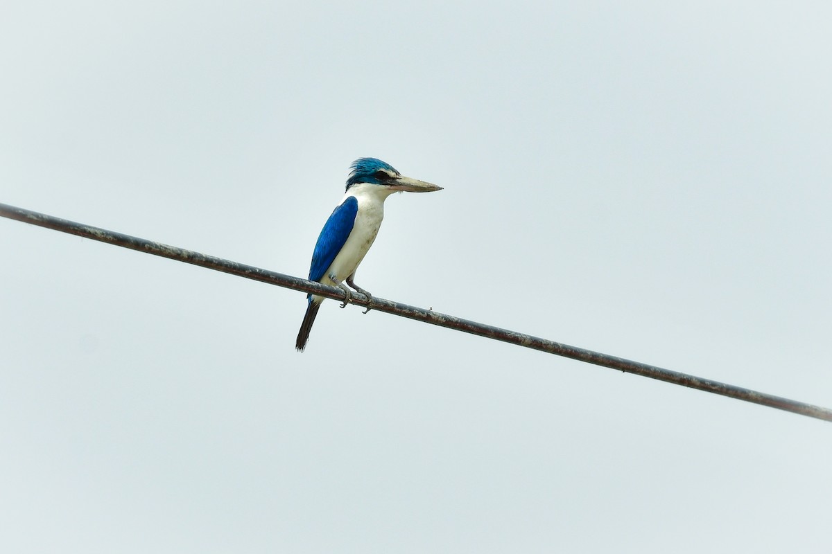 Collared Kingfisher - ML644642697