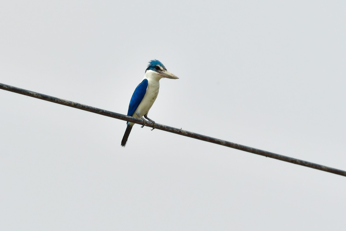 Collared Kingfisher - ML644642698