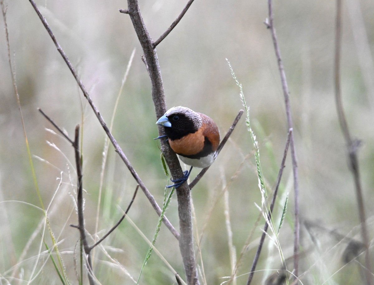 Chestnut-breasted Munia - ML644642699