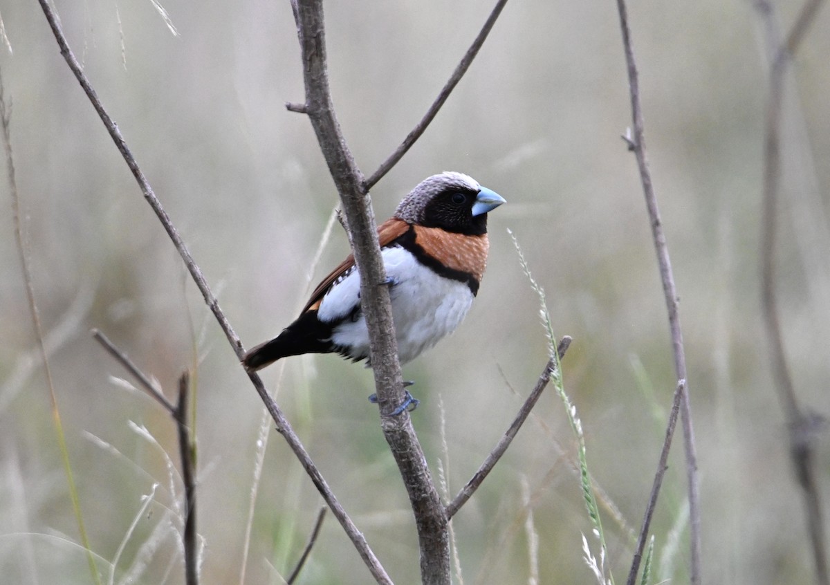 Chestnut-breasted Munia - ML644642700