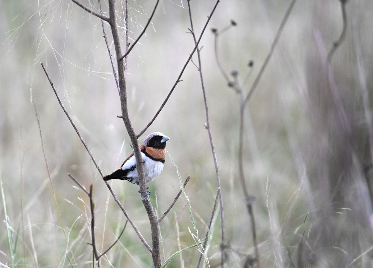 Chestnut-breasted Munia - ML644642701