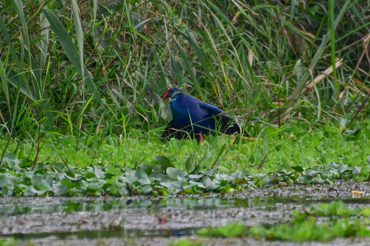 African Swamphen - ML644642703