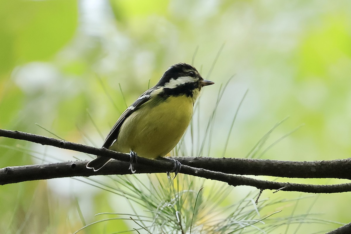Yellow-bellied Tit - ML644642704