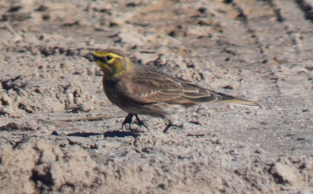 Horned Lark - ML644642706