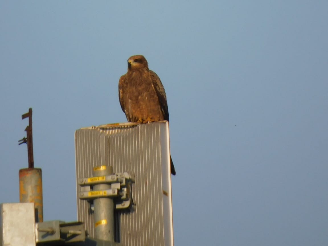 svartglente - ML644642707