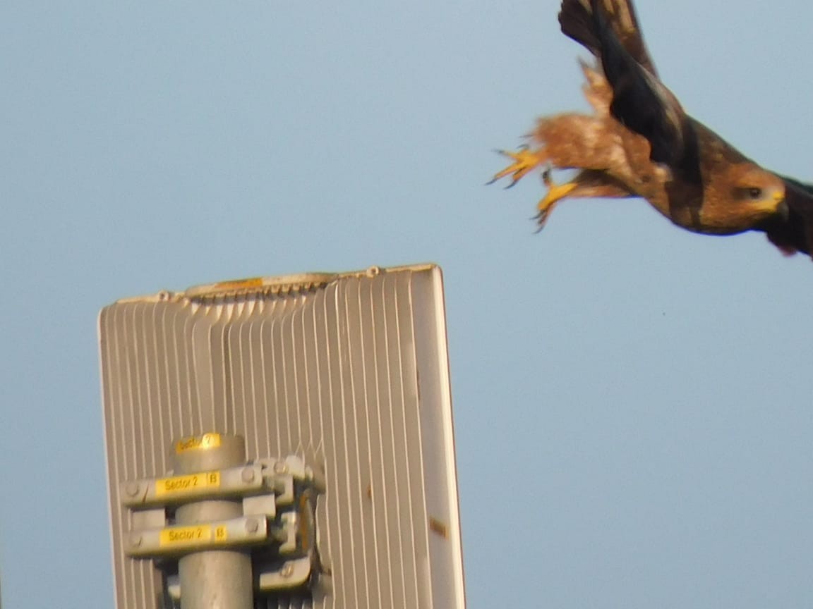 svartglente - ML644642708