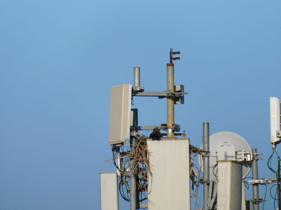 svartglente - ML644642709