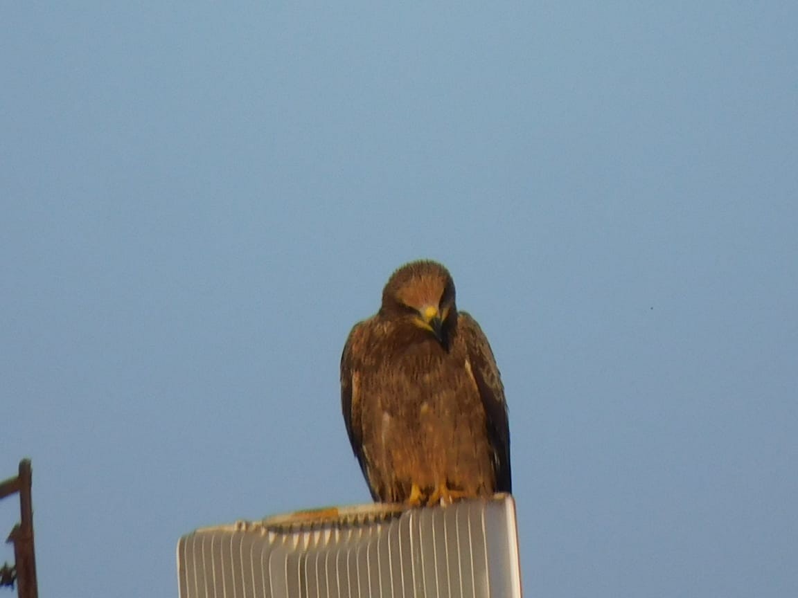 svartglente - ML644642710