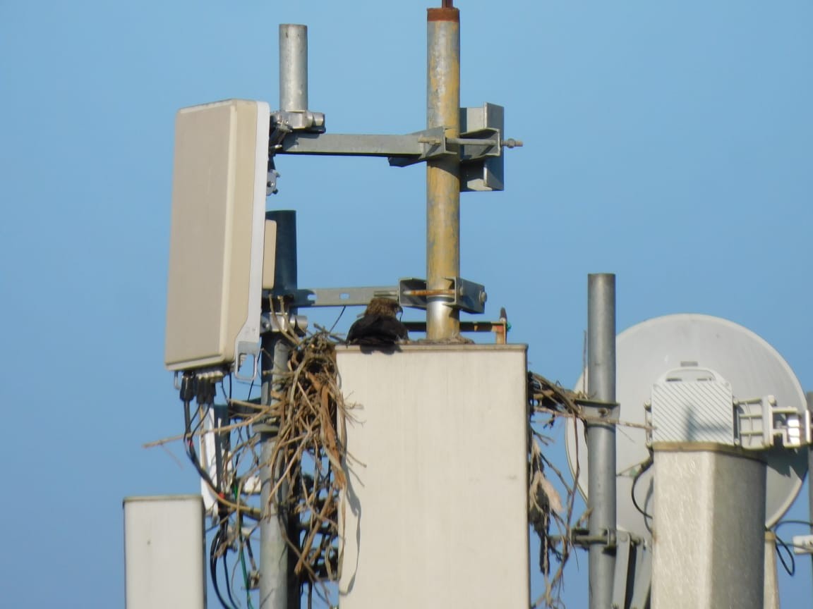 svartglente - ML644642711