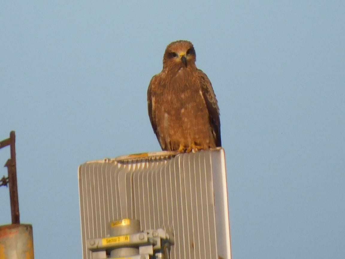 svartglente - ML644642712