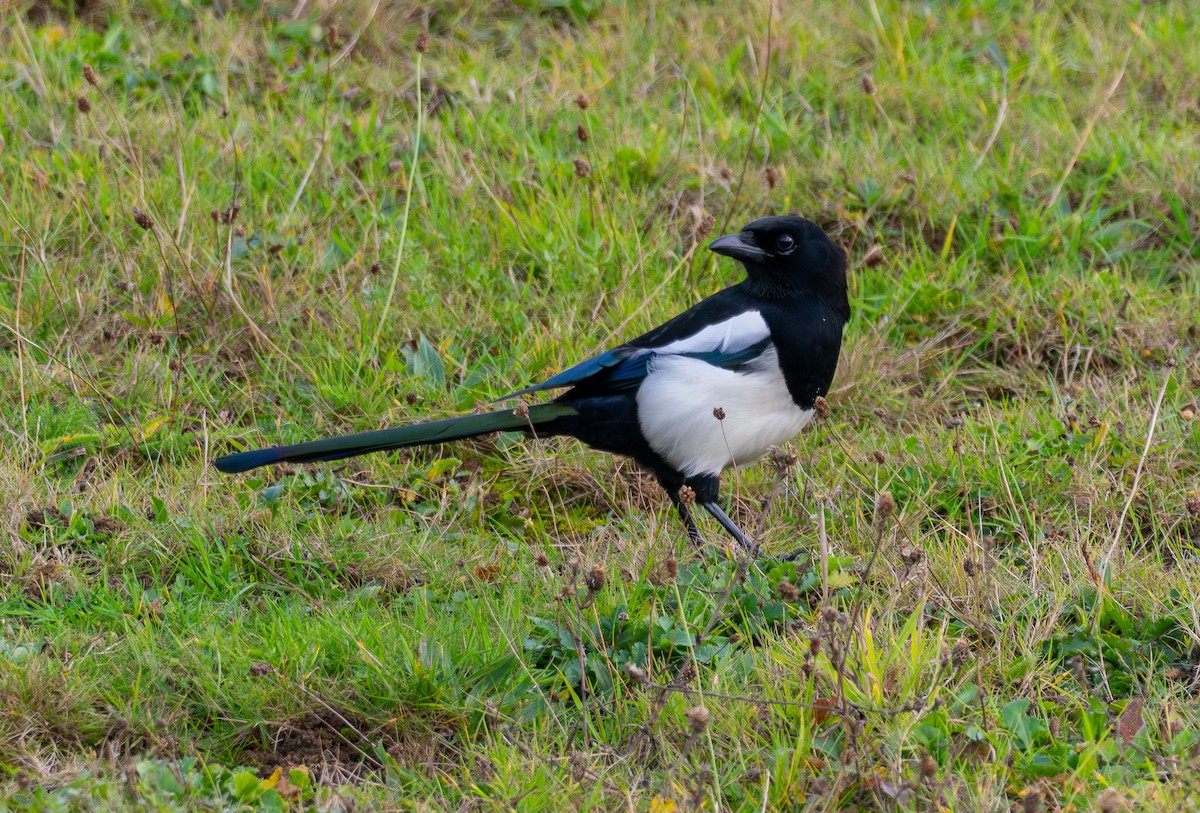 Eurasian Magpie - ML644642724