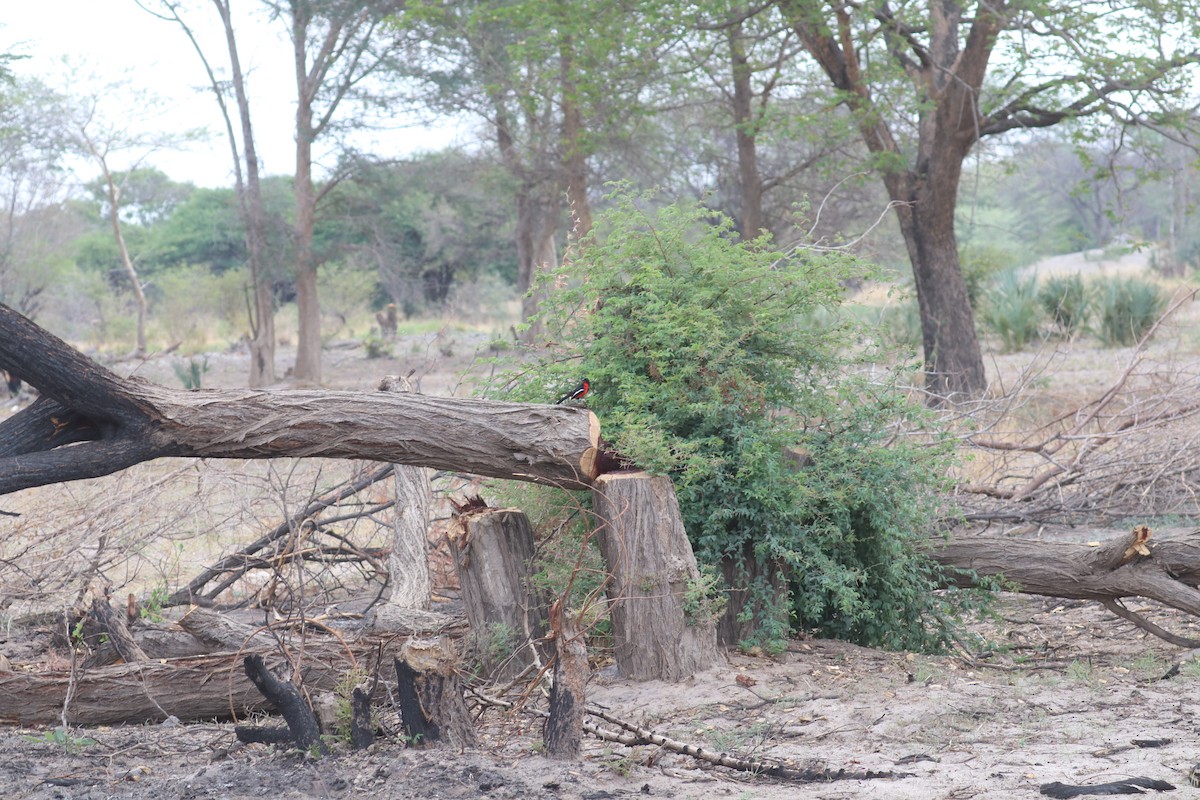 Crimson-breasted Gonolek - ML644642726