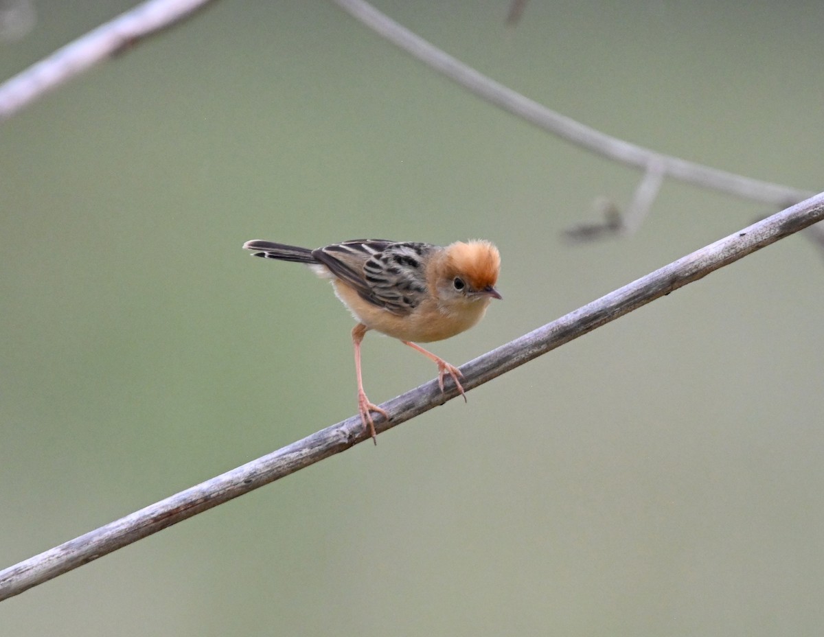 Golden-headed Cisticola - ML644642735