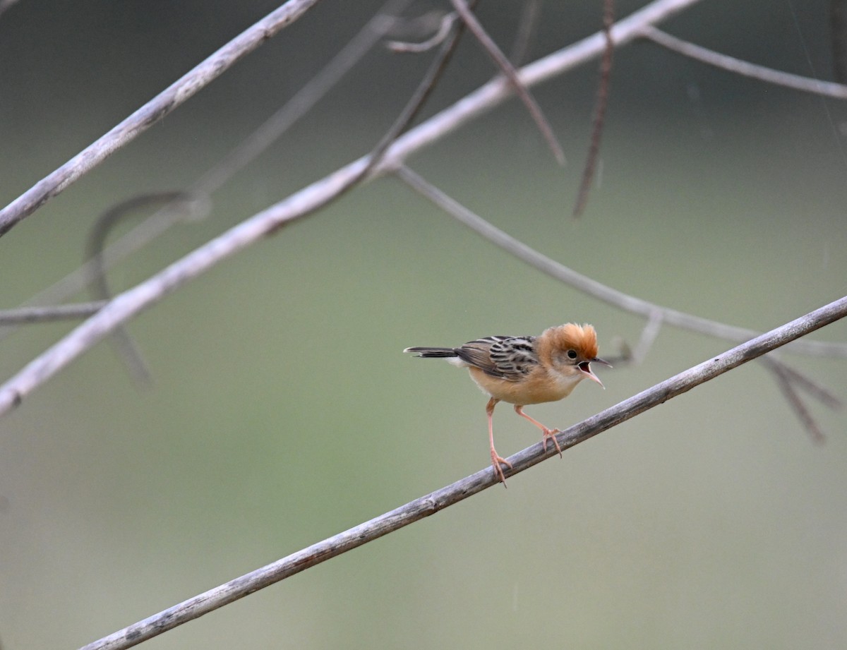 Golden-headed Cisticola - ML644642736
