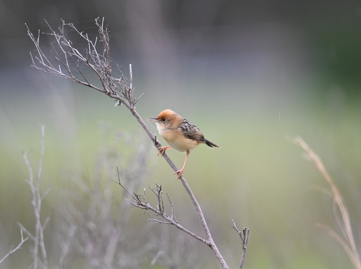 Golden-headed Cisticola - ML644642737