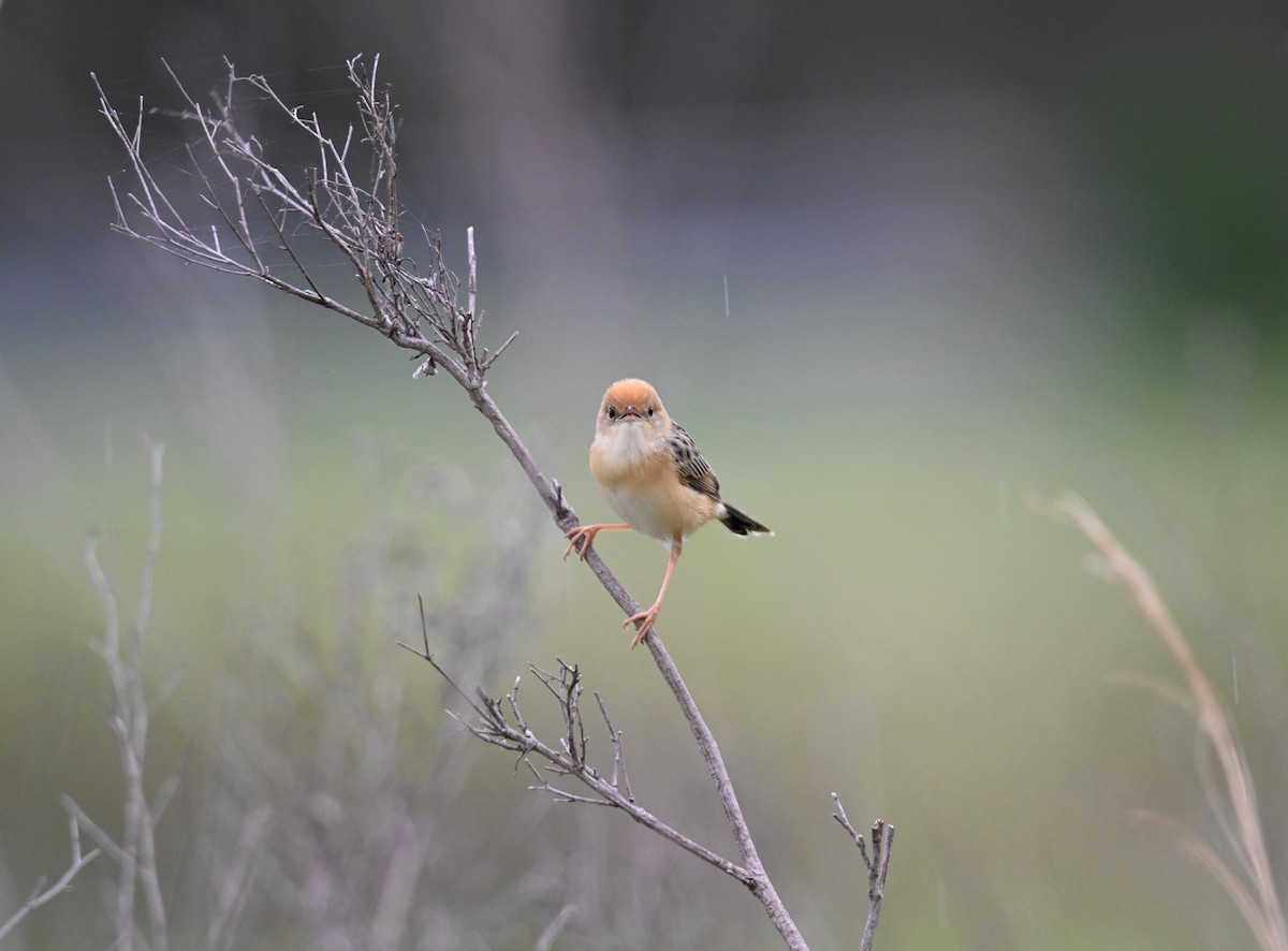 Golden-headed Cisticola - ML644642738