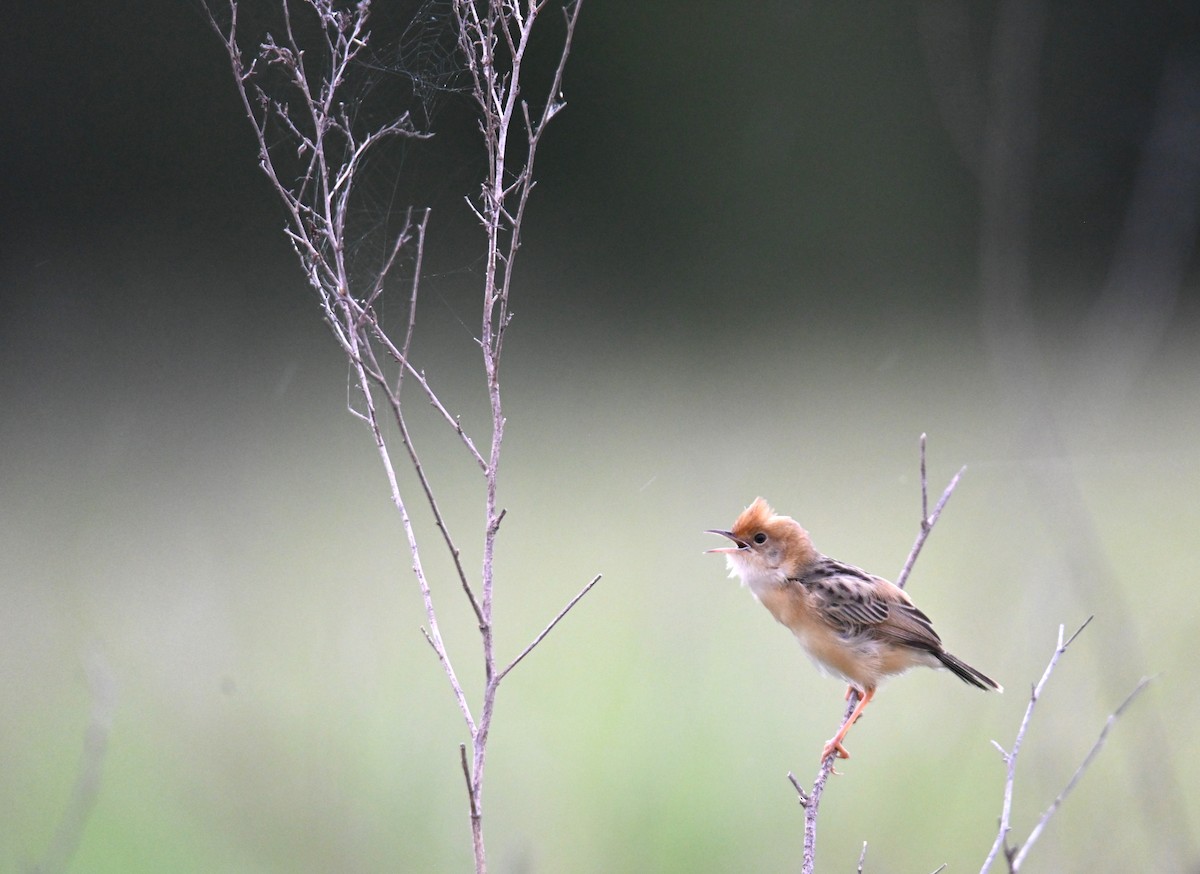 Golden-headed Cisticola - ML644642739