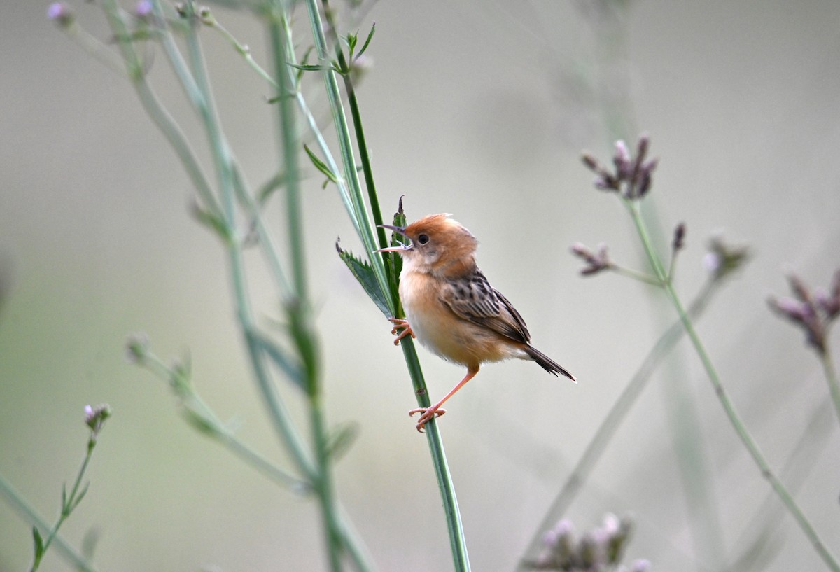 Golden-headed Cisticola - ML644642740