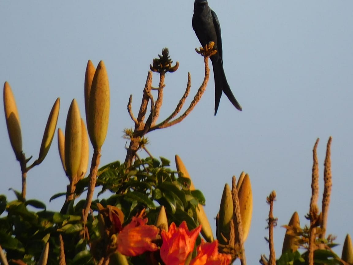 svartdrongo/askedrongo - ML644642741