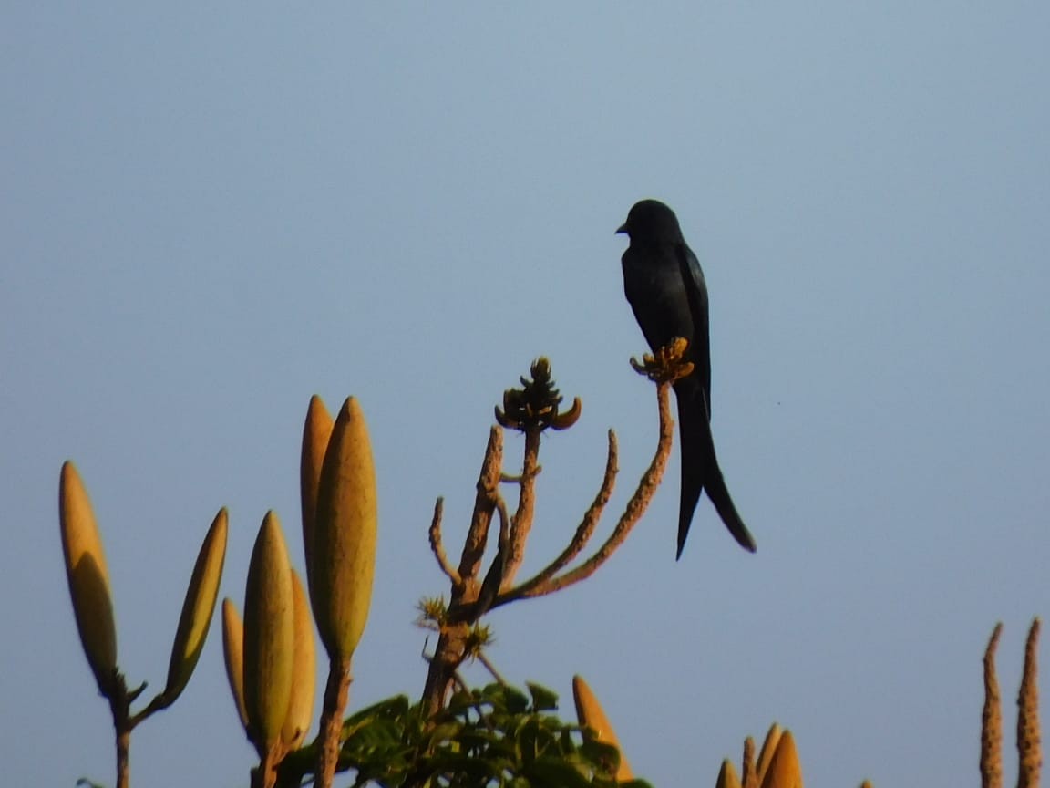 svartdrongo/askedrongo - ML644642742