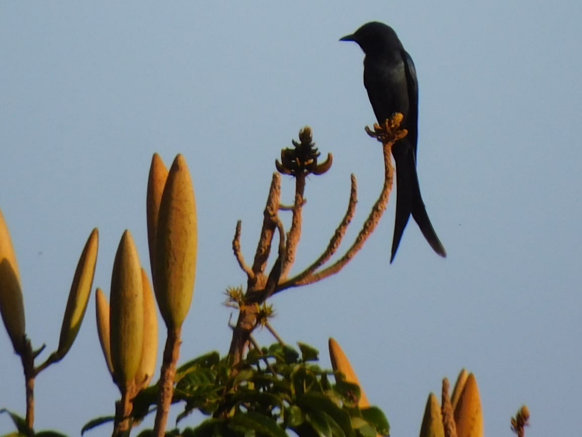 svartdrongo/askedrongo - ML644642743