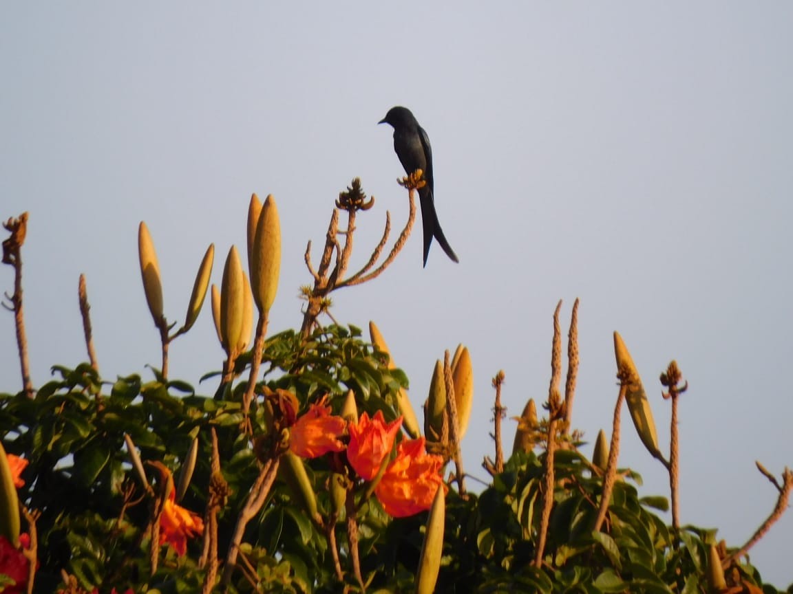 svartdrongo/askedrongo - ML644642744