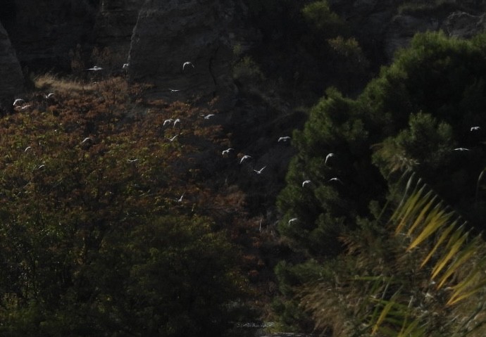 יונת ענק - ML644642746