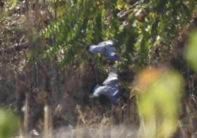 יונת ענק - ML644642747