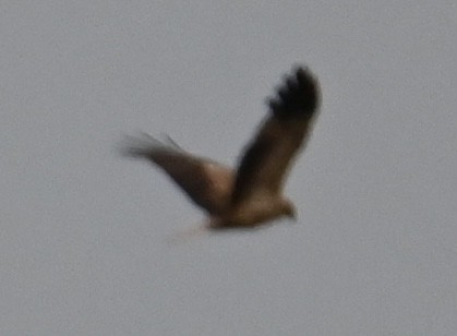 Whistling Kite - ML644642748