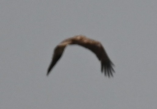 Whistling Kite - ML644642749