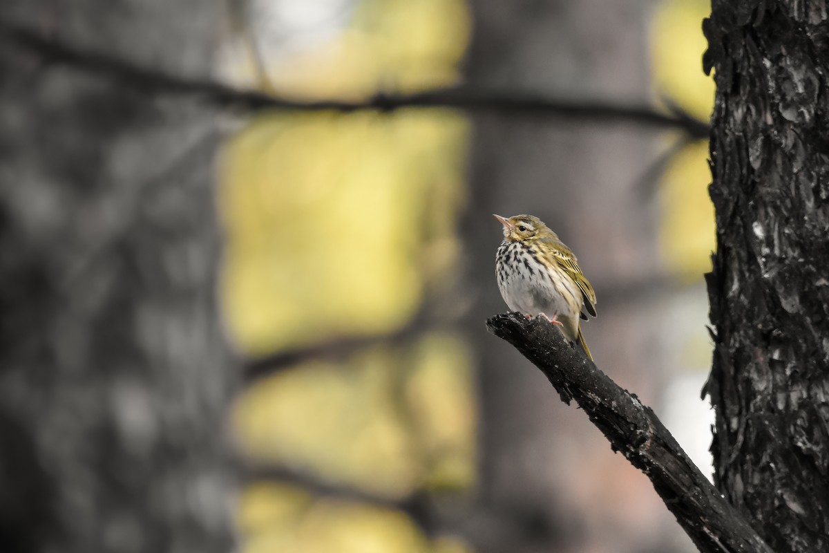 פפיון זיתי - ML644642751