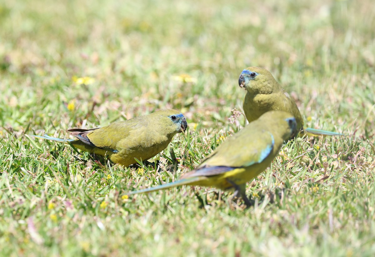 Rock Parrot - ML644642752